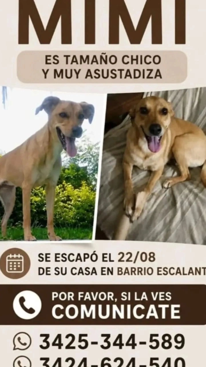 Se busca: Mimi, Canela