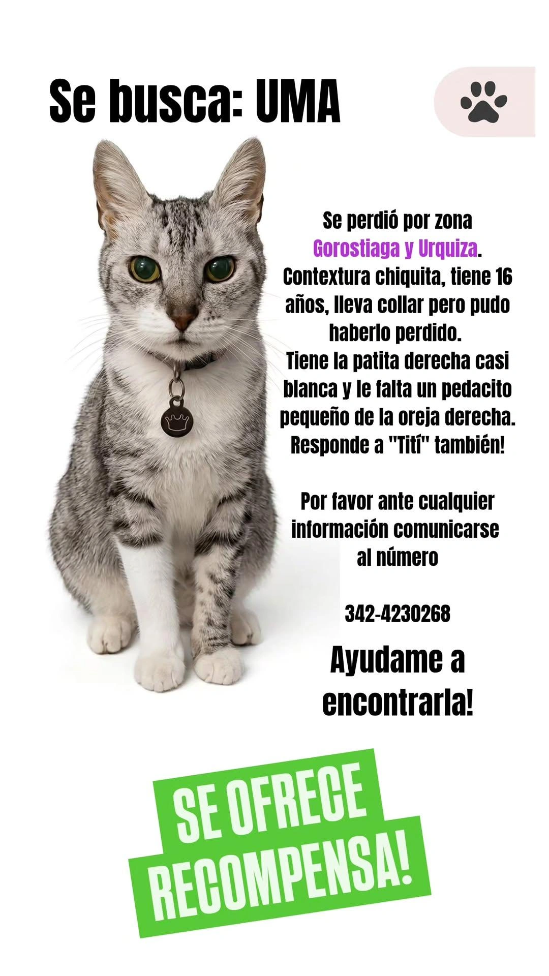 Se busca: Uma, Gris antigrada con la pata derecha blanca