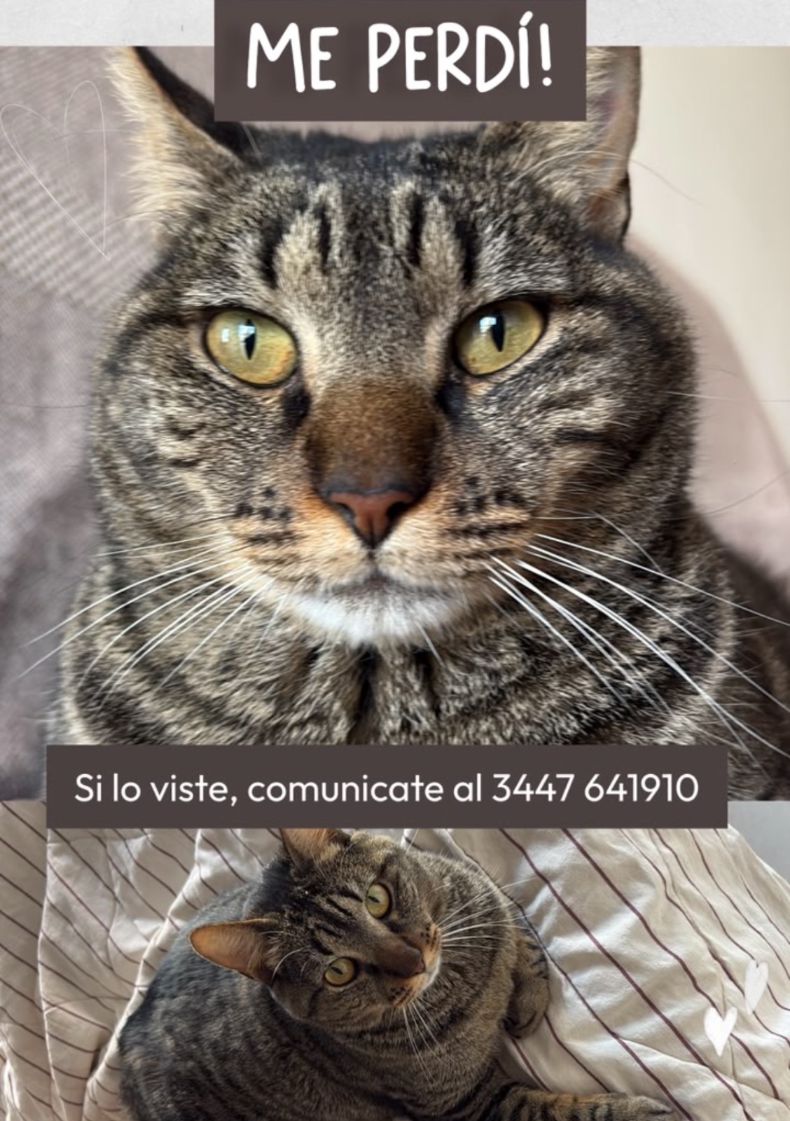 Se busca: Gato, Gris con rayas