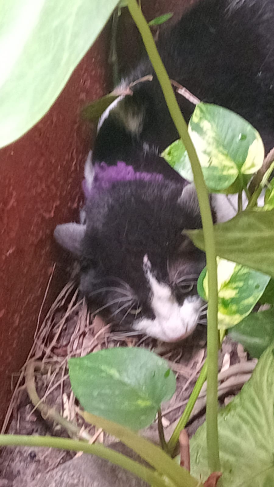Encontrada: Gato, Negro y blanco