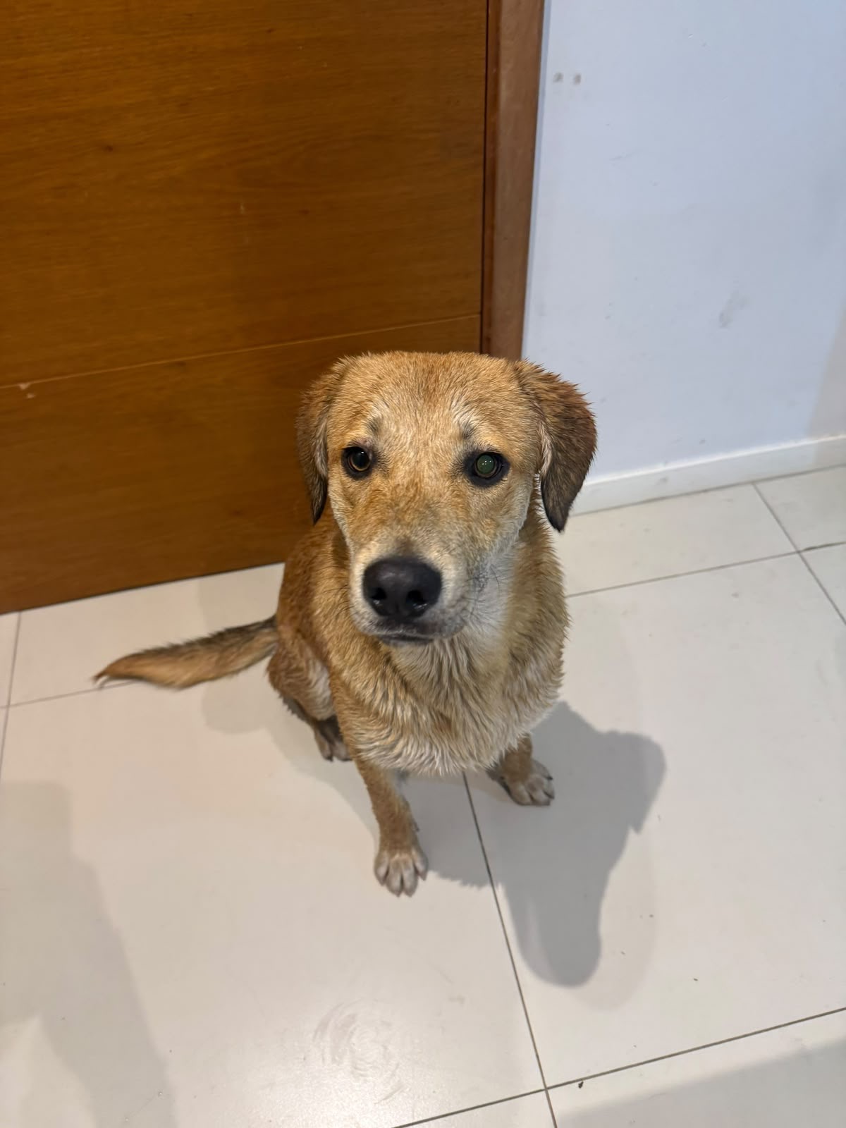Encontrada: Perro, Marrón claro