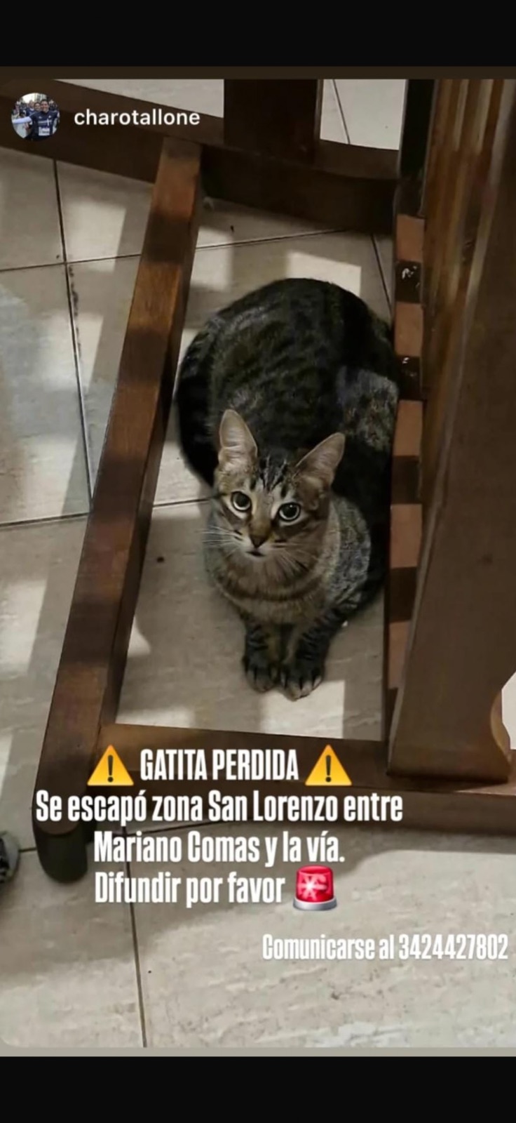 Se busca: Gata perdida, Gris amarronado